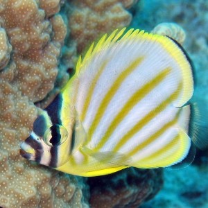 Ornate Butterflyfish Juv