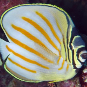 Ornate Butteflyfish