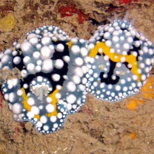Two Blue Nudibranchs