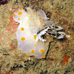 White Nudibranch