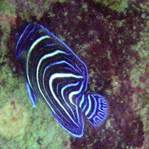 Juvenile Angelfish