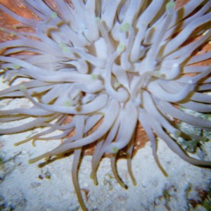 Anemone