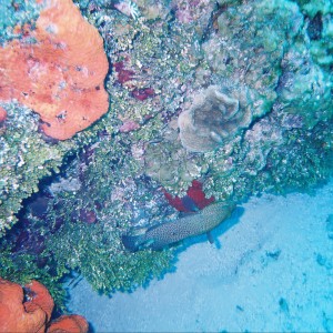 Palancar Reef