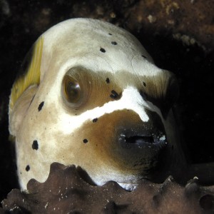 Napping Puffer