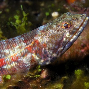 Lizardfish