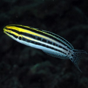 Dandy Blenny