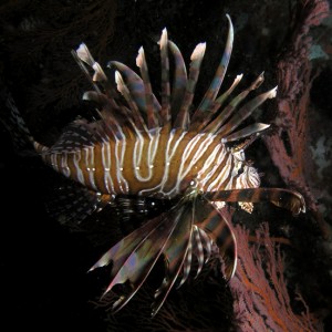 Hovering Lionfish