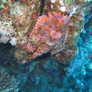 scorpionfish