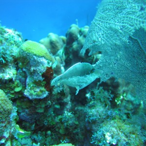 Slender Filefish