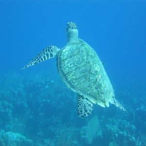 Hawksbill turtle