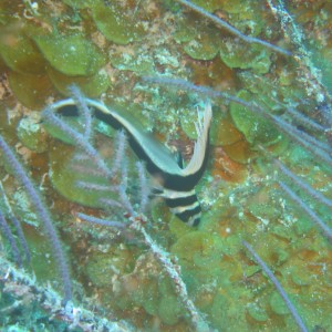 Spotted Drum - juvenile