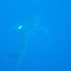 Whale Shark