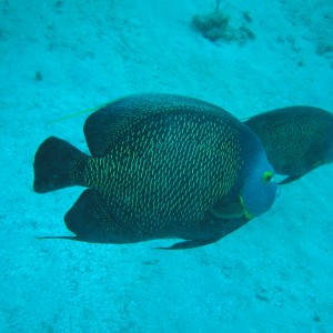 French Angelfish