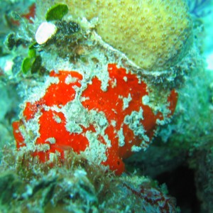 long lure frogfish