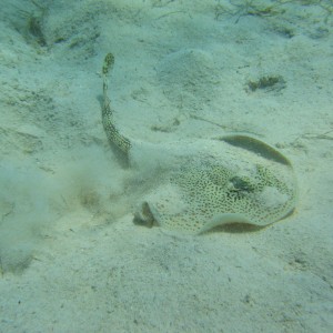 Yellow sting ray