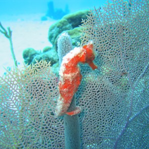 sharpnose sea horse