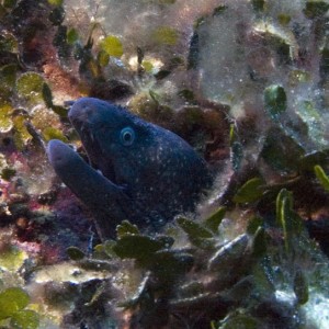 Moray eel