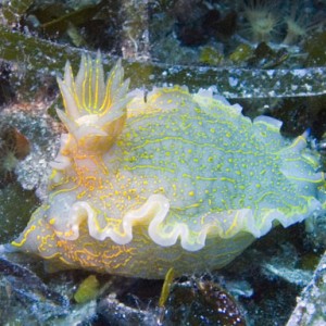 Nudibranch