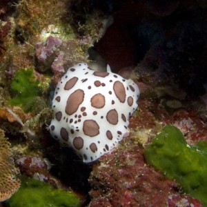 Nudibranch