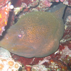 Moray Eel