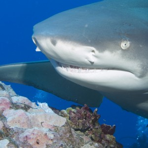 Lemon Shark