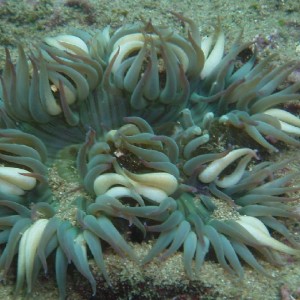 Anemone @ Marineland