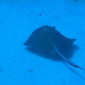 stingray_ Diving_tenerife_SUBCANARIA_COM