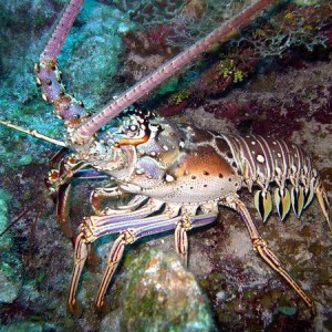 Lobster_ Diving_tenerife_SUBCANARIA_COM