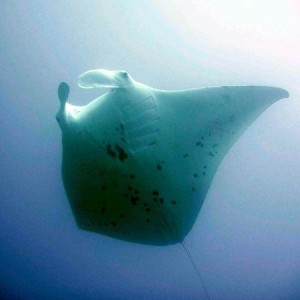 Manta_Mobula_ Diving_tenerife_SUBCANARIA_COM