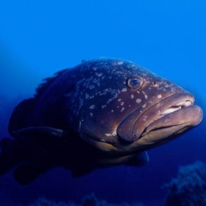 Grouper_ Diving_tenerife_SUBCANARIA_COM