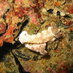 nudibranchs_ Diving_tenerife_SUBCANARIA_COM