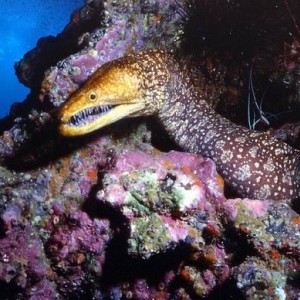 moray_Diving_tenerife_SUBCANARIA_COM