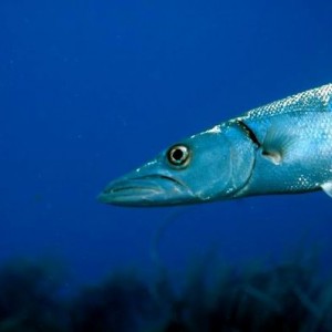 barracuda_Diving_tenerife_SUBCANARIA_COM