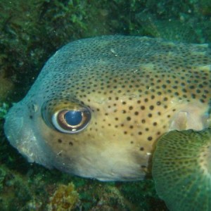 Diving_tenerife_SUBCANARIA_COM