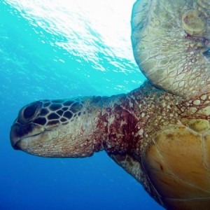 turtleDiving_tenerife_SUBCANARIA_COM