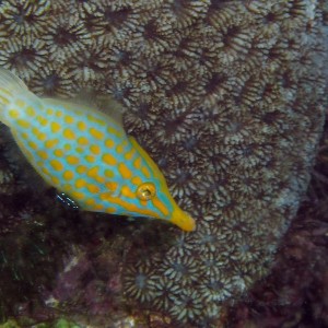 Long Nose Filefish