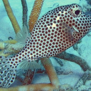 Spotted Trunkfish