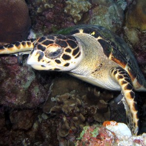 Hawksbill Turtle