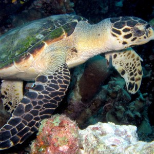 Hawksbill Turtle