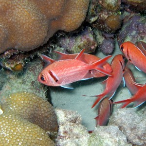 Soldier Fish