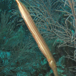 Trumpet Fish