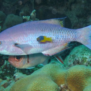 Creole Wrasse