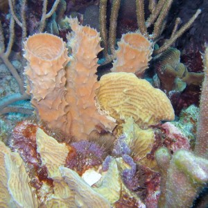 Coral Garden