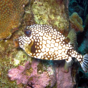 Smooth Trunkfish