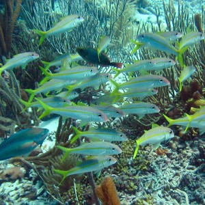 Yellow Goatfish