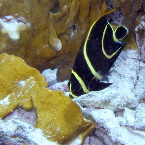 Juvenile Gray Angelfish