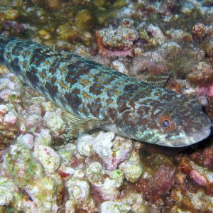 Sand Diver