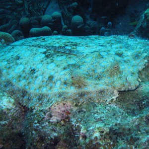 Peacock Flounder