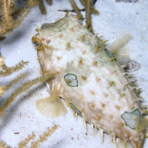 Unidentified Burrfish