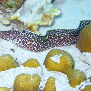 Spotted Moray